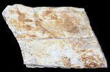 Fossil Turtle Shell Section - Montana #71234-1